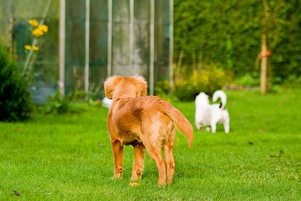 Edison und Oreo von hinten