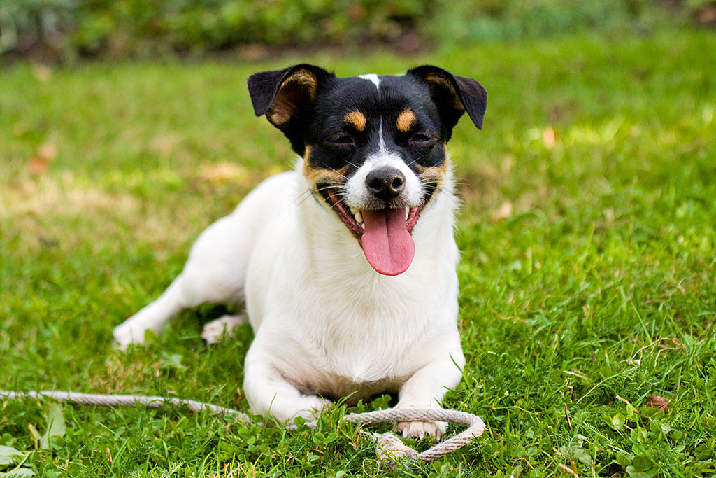 Oreo grinst liegend in die Kamera mit einem Seil in seinen Vorderpfoten