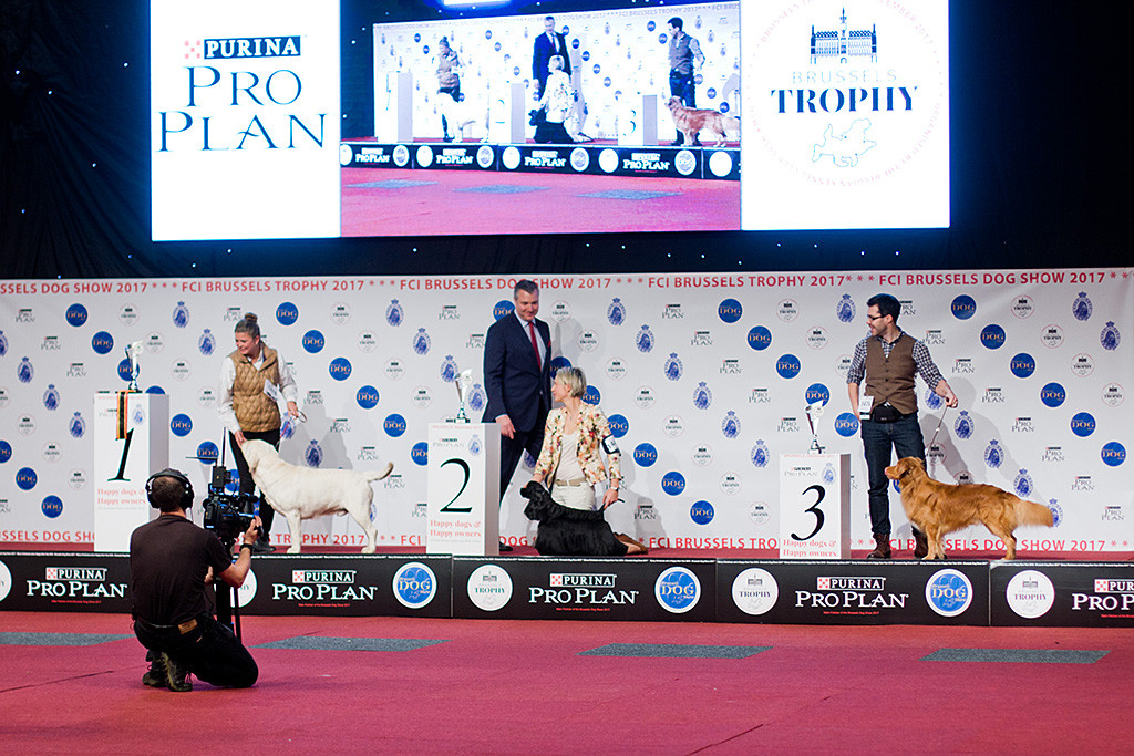 Edison steht als Drittplatzierter neben dem American Cocker Spaniel und dem Labrador Retriever auf dem Podium, im Vordergrund filmt der Kameramann