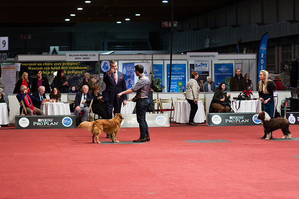 Edison steht vor dem Richter im Ehrenring, der ihm zeigt, wie er laufen soll