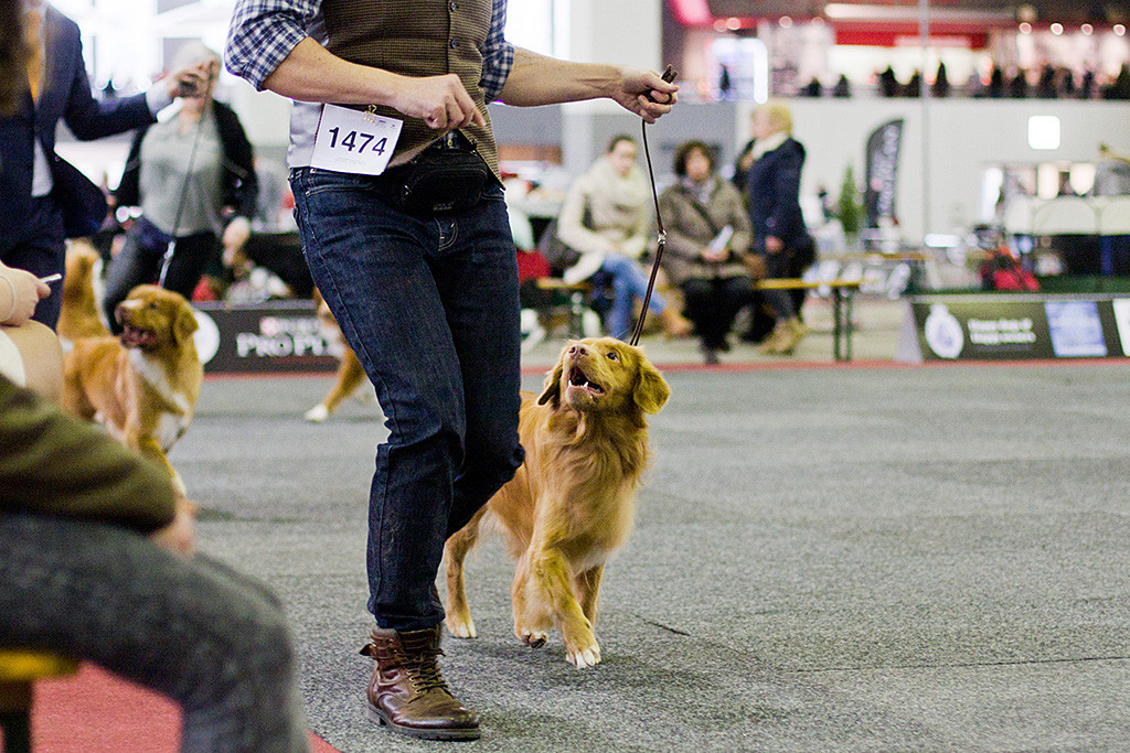 Edison läuft an Stephans zum Sieg in der Championklasse