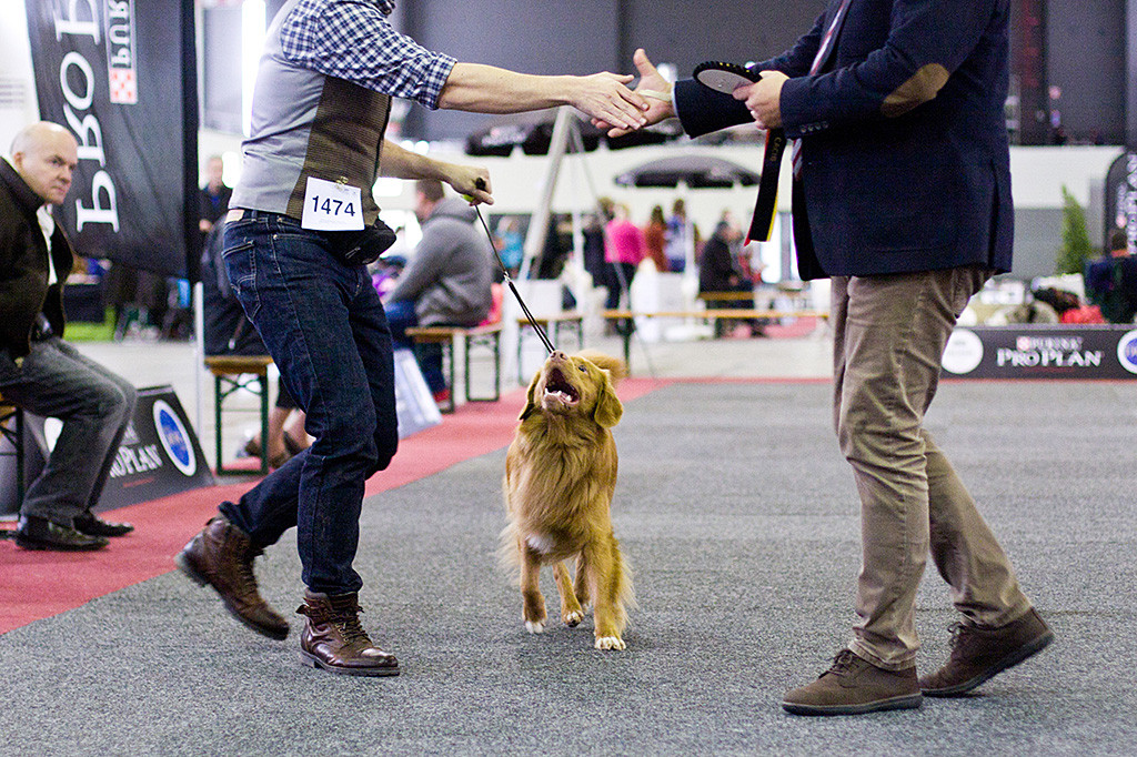 Edison gewinnt das CACIB während der Richter Stephan mit Handschlag gratuliert