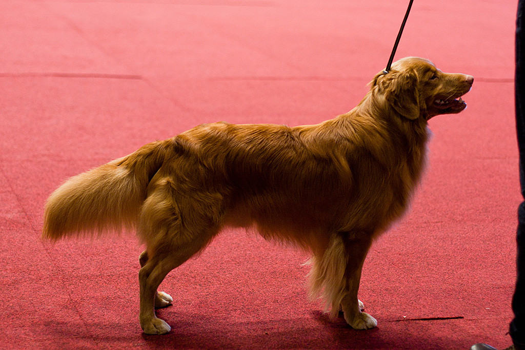 Edison steht wie eine Eins im Ehrenring