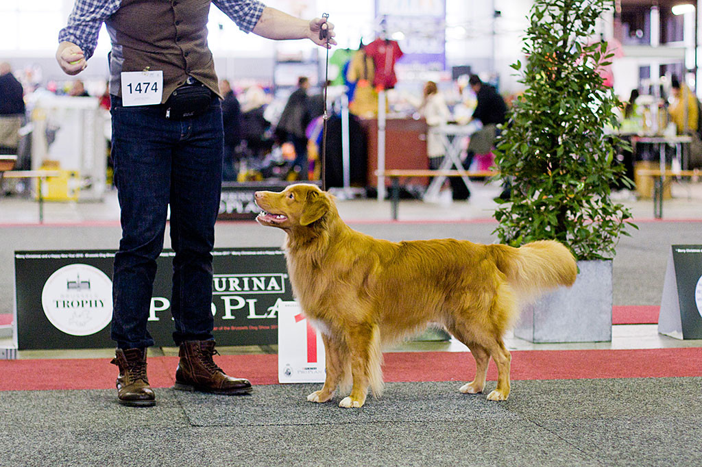 Edison posiert an Stephans Seite zum Sieg in der Championklasse
