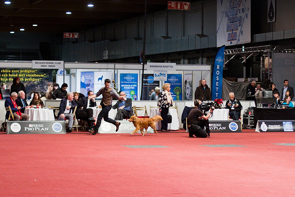 Edison läuft im Ehrenring quasi fliegend am Kameramann vorbei