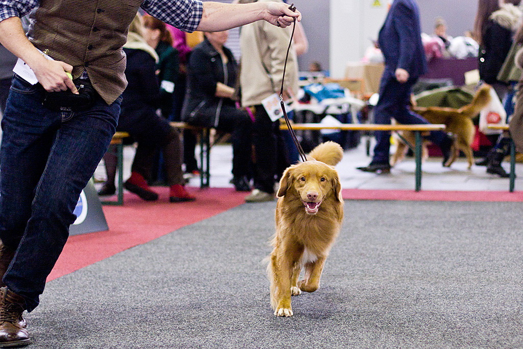 Edison läuft mit einem fetten Grinsen neben Stephan um den Tagestitel »Bester Rüde«