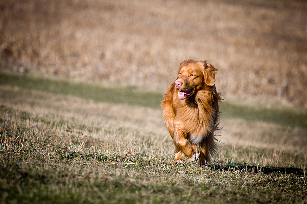 Edison läuft lächelnd die Wiese hoch