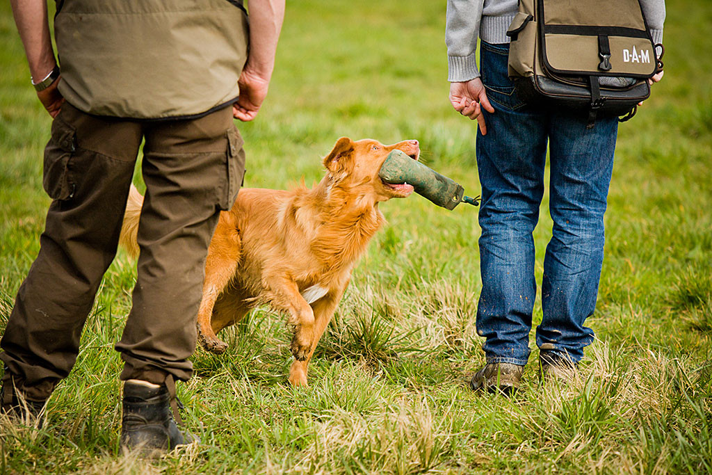 Edison parkt mit dem Dummy im Maul neben Stephan ein