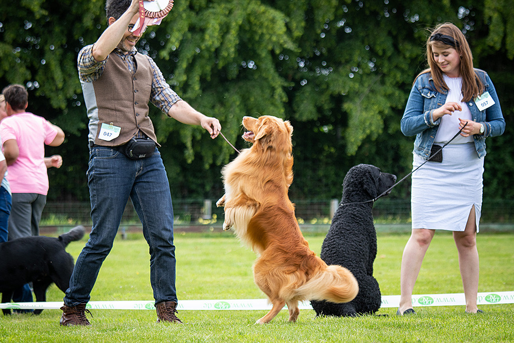 Edison steht auf den Hinterbeinen und freut sich mit Stephan über »Best in Show«