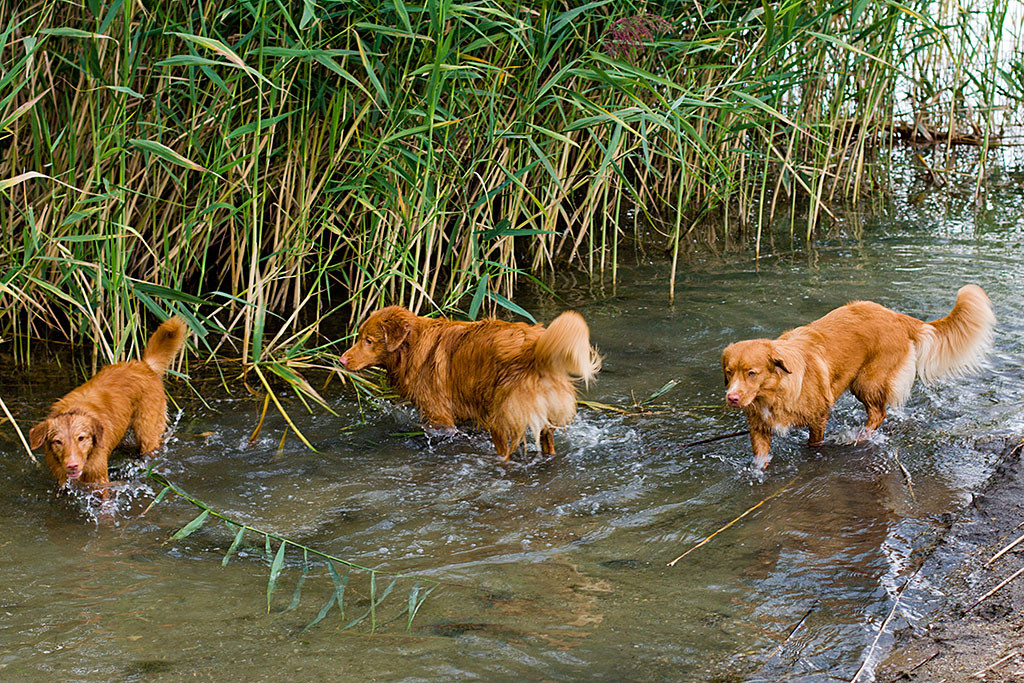 Edison wandert mit Ivalu und Bonny durchs hohe Schilf