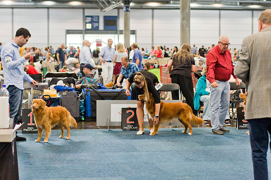 Edison steht neben Shaggy Toller’s White Banjo Boy bei der Wal zum besten Hund der Rasse