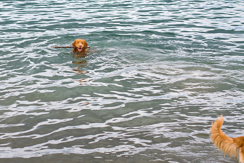 Edison holt ein Stöckchen aus dem Wasser