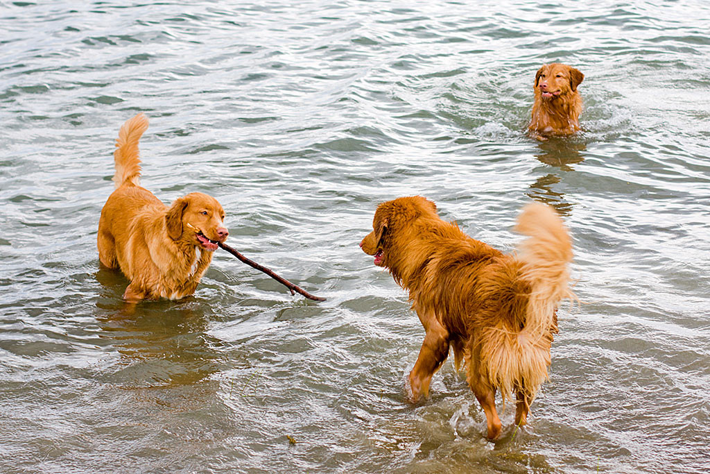 Edison steht mit Ivalu und Bonny, die einen Stock im Fang trägt, im Wasser
