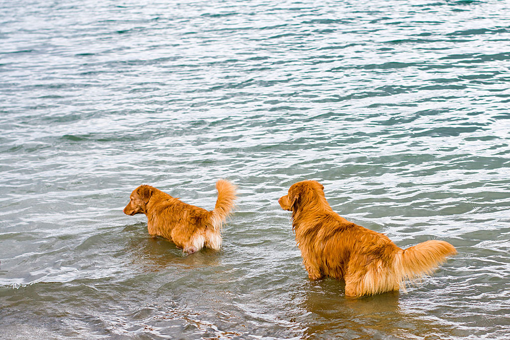 Edison steht hinter Bonny bis zum Bauch im Wasser