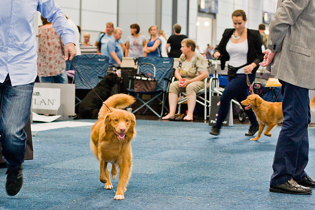 Edison läuft mit Stephan vor Ivalu und Carina eine Runde im Ring