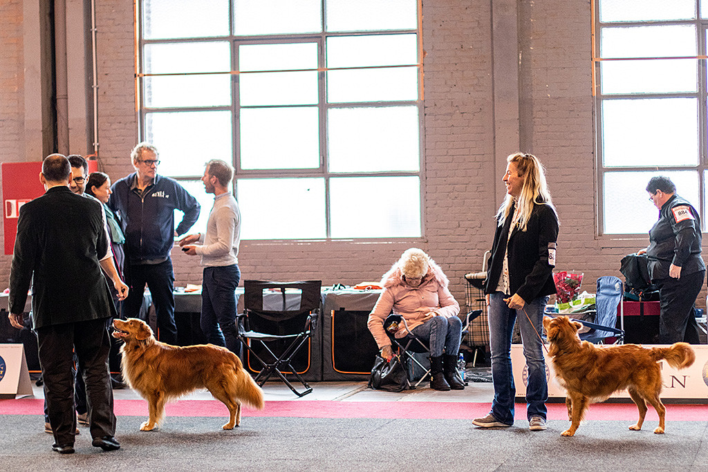 Edison steht neben dem besten Junghund-Rüden während Stephan die Glückwünsche des Richters entgegennimmt