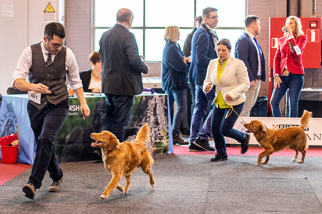 Newton läuft freudig an Stephans Seite zusammen mit der besten Puppy-Hündin um den Tagessieg