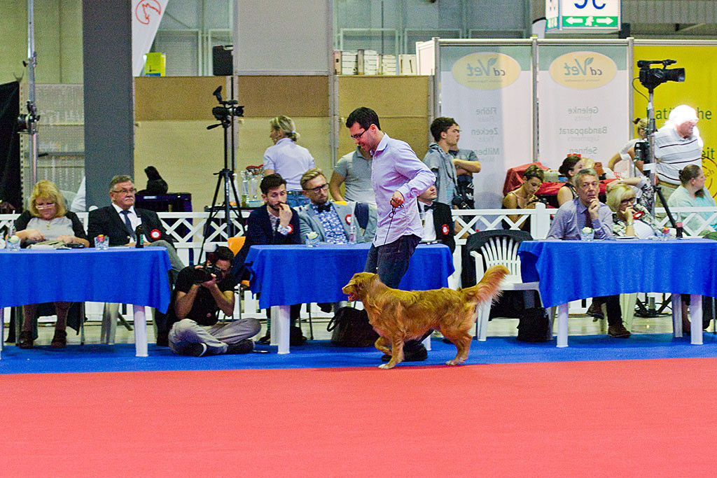 Edison läuft freudig und mit stolzgeschwellter Brust an den Richtern der Vorrunde vorbei, die am Ehrenring Platz genommen haben