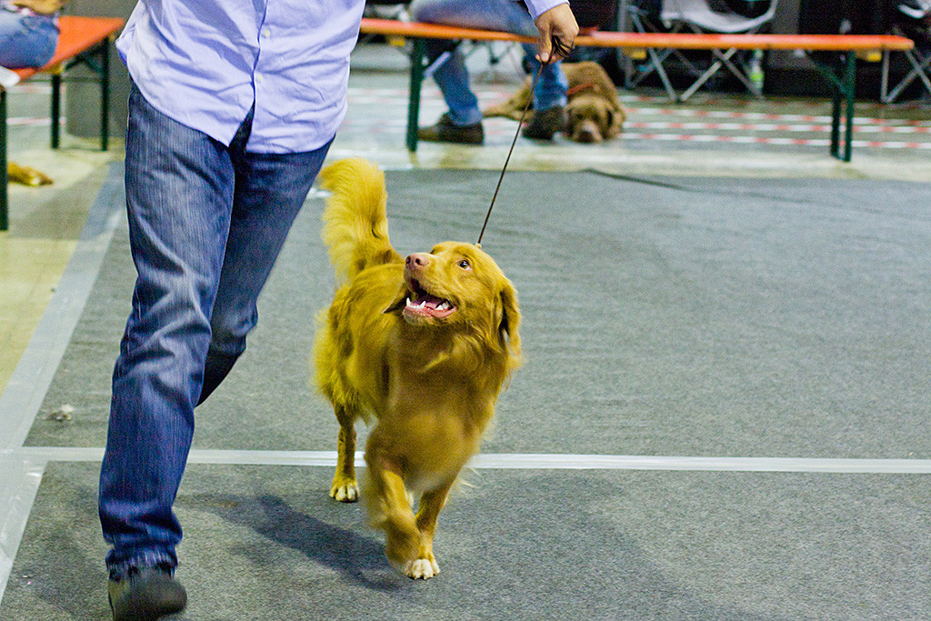 Edison läuft freudig neben Stephan im Ring