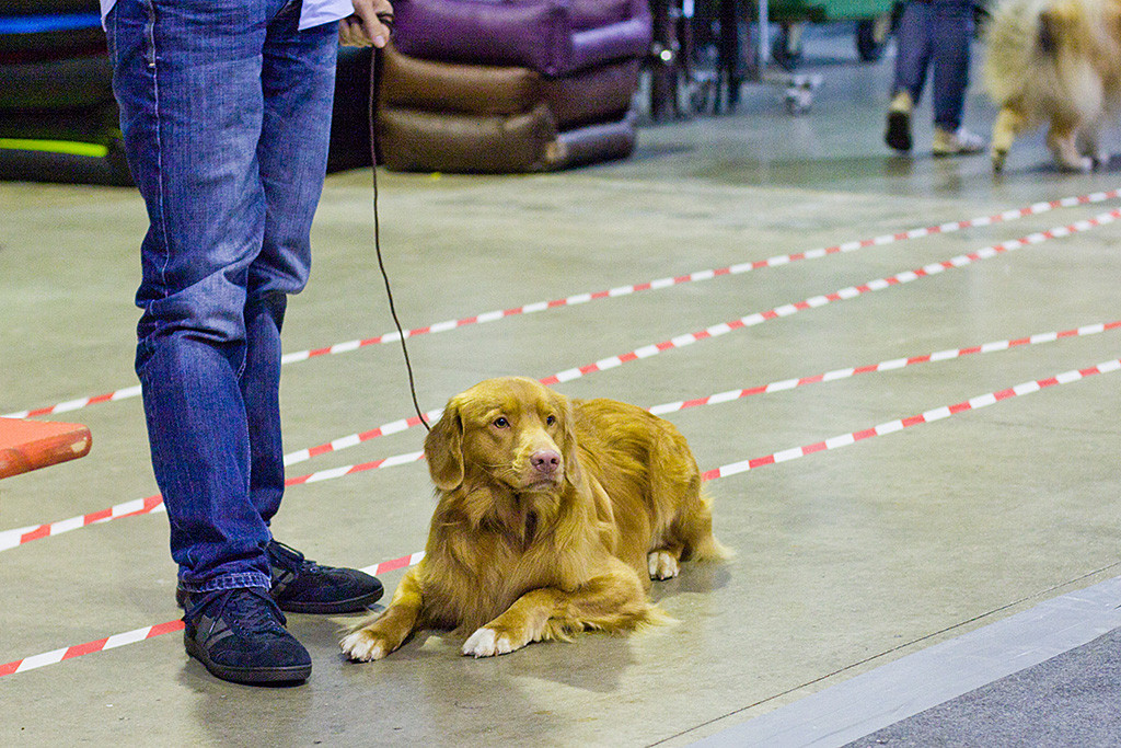 Edison liegt entspannt vor Stephans Füßen kurz vor Beginn des Richtens
