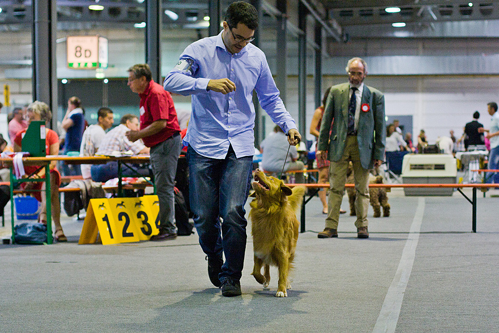 Edison läuft die gerade Bahn freudig neben Stephan, so dass der Richter ihn von hinten beurteilen kann