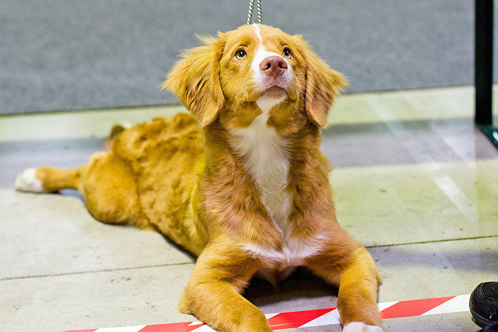 Hündin Paika of Great Pleasure liegt auf dem Bauch, alle viere von sich gestreckt und schaut nach oben
