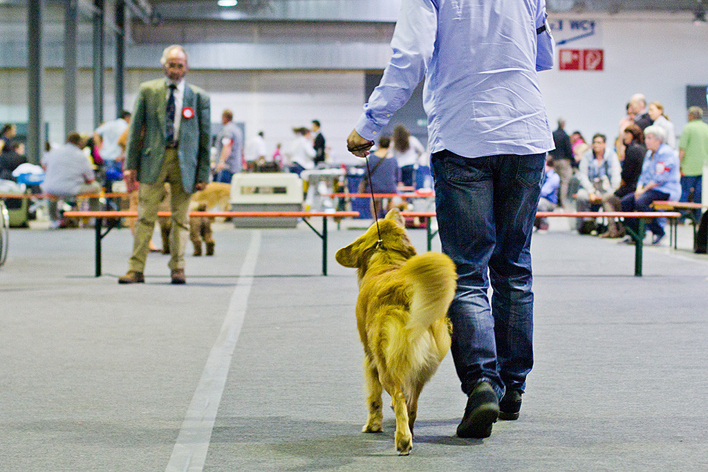 Edison läuft die gerade Bahn freudig neben Stephan, so dass der Richter ihn von vorn beurteilen kann