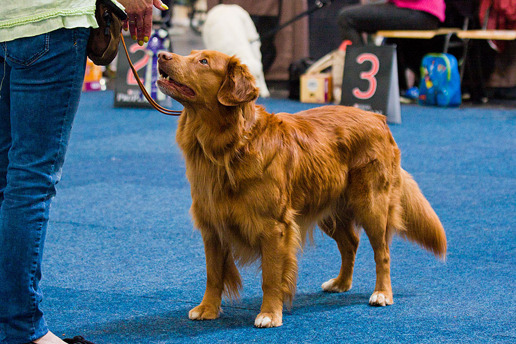 Gewinner »Buccaneer The High Spirits Toller« wird Best of Breed