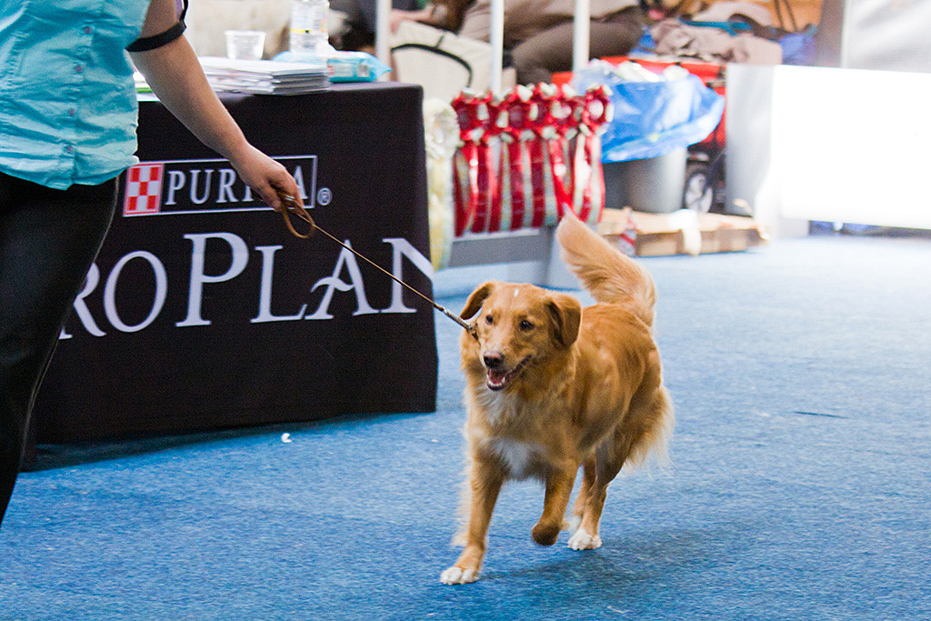 »Rhineferry’s Ruadhan Little Jewel« läuft mit ihrer Besitzerin bei der Wahl zum besten Junghund