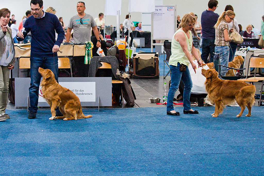 Edison und »Buccaneer The High Spirits Toller« stehen im Ring bei der Wahl zum besten Rüden