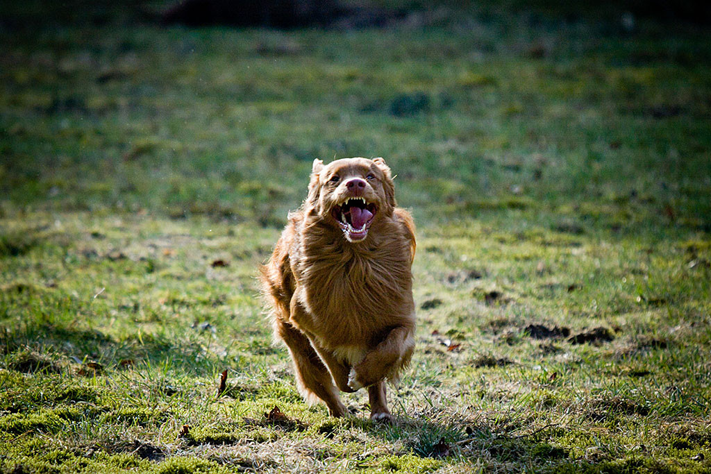 Edison flitzt über die Wiese auf die Kamera zu und schneidet dabei eine Grimasse