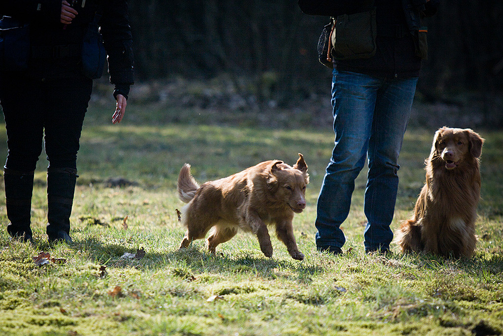 Edison sitzt neben Stephan während Ivalu gerade neben Carina zum Retrieve startet