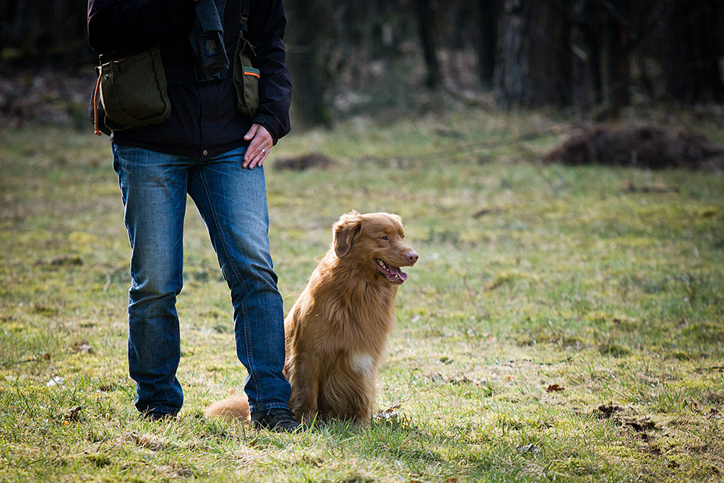 Edison sitzt neben Stephan bereit den Dummy zu apportieren