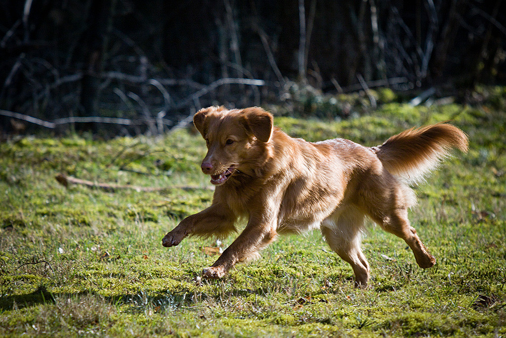 Ivalu fliegt vollkommen fokussiert über die Wiese
