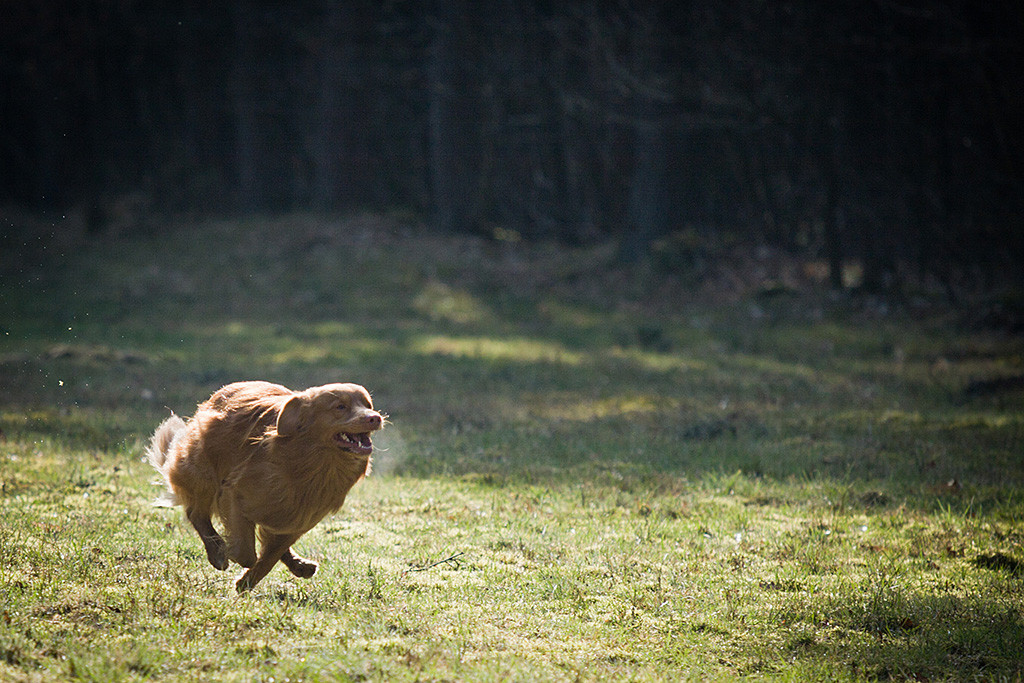 Edison flitzt lächelnd über die Wiese