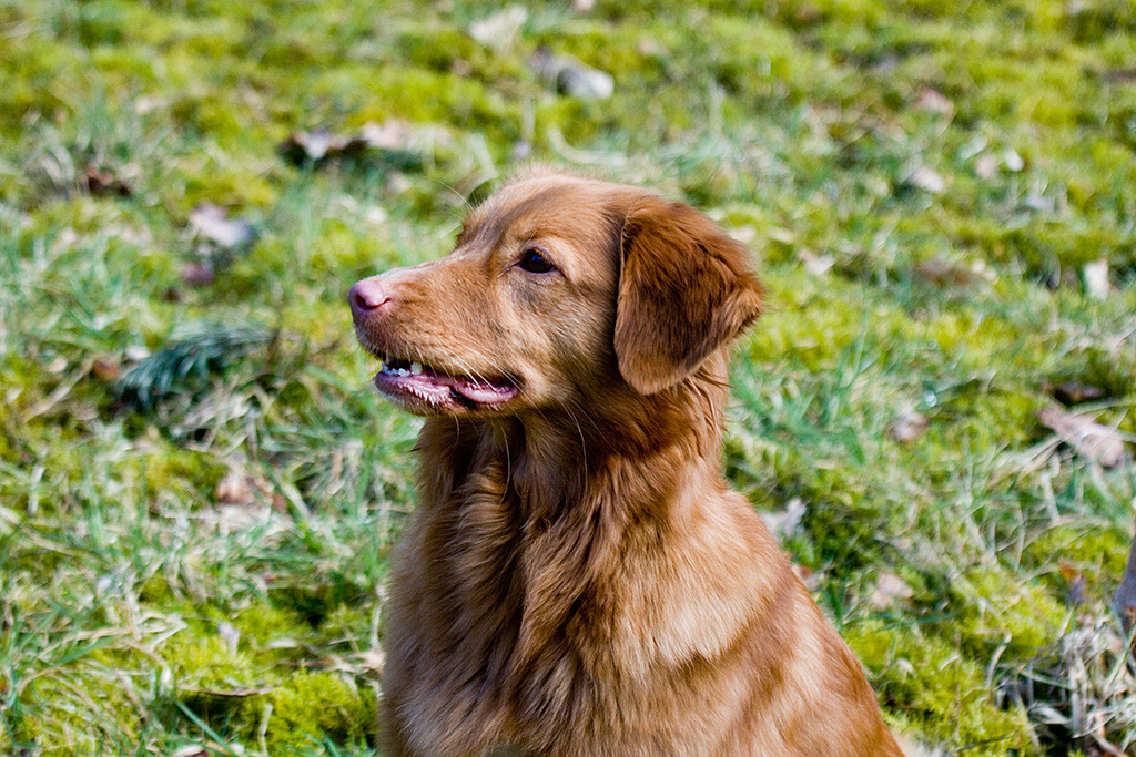 Ivalus Kopf in Nahaufnahme