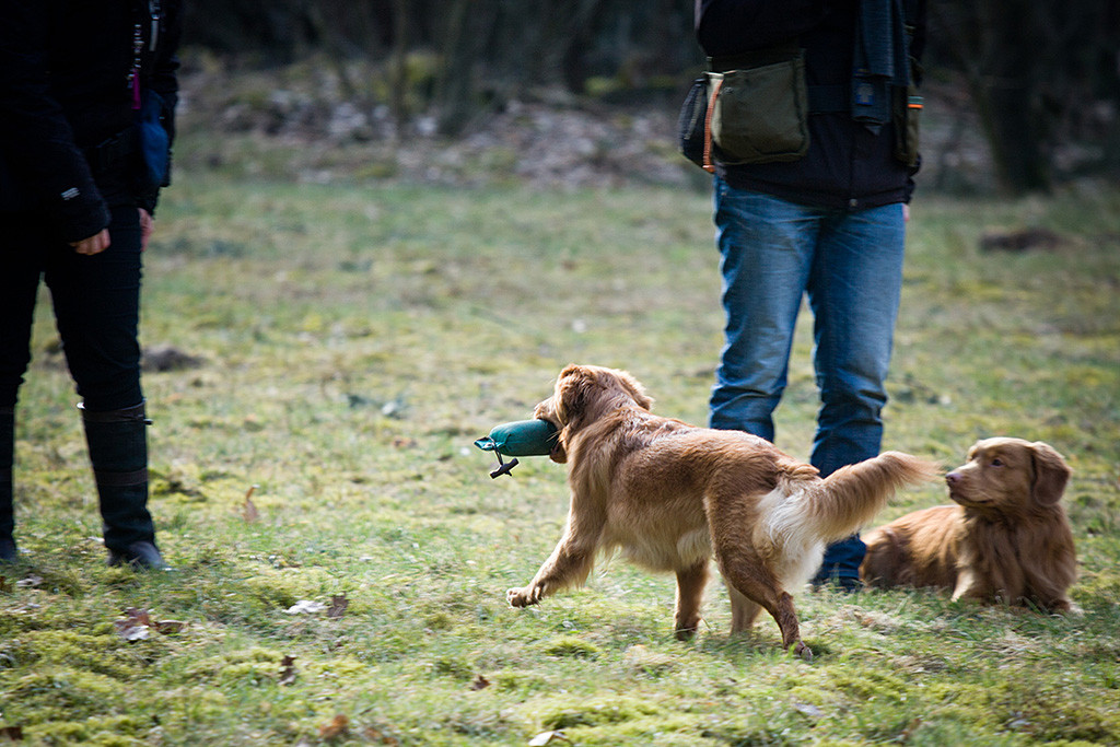 Edison liegt neben Stephan während Ivalu gerade den Dummy zu Carina zurückbringt
