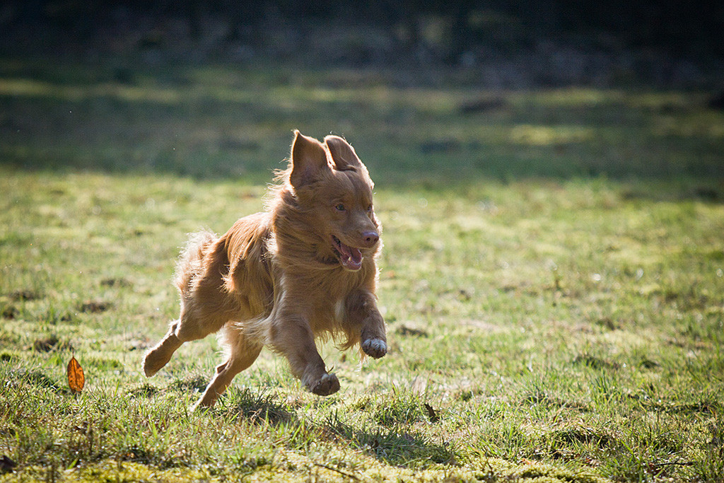 Edison fliegt vollkommen fokussiert über die Wiese