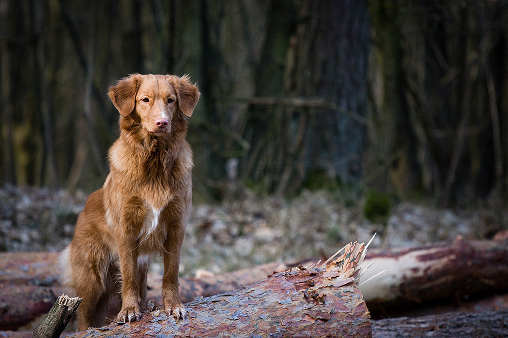 Ivalu steht mit ihren Vorderpfoten auf einen umgefallenen Baumstamm