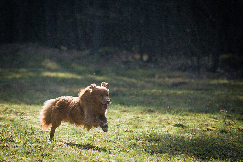 Edison rennt in großen Sprüngen über die Wiese