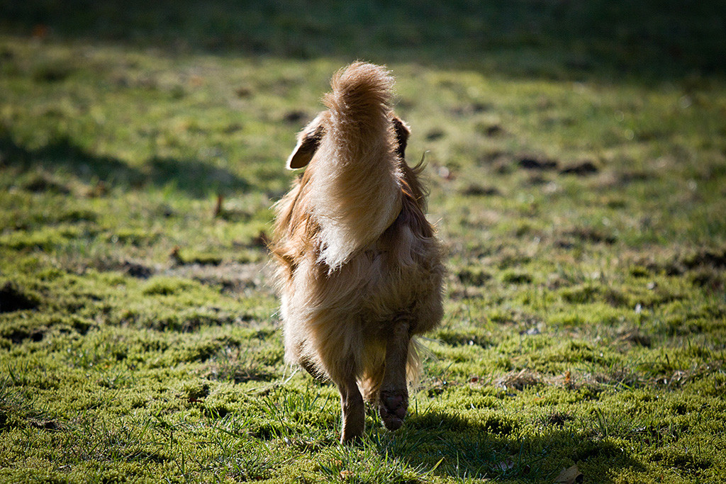 Edison, von hinten fotografiert, läuft über die Wiese
