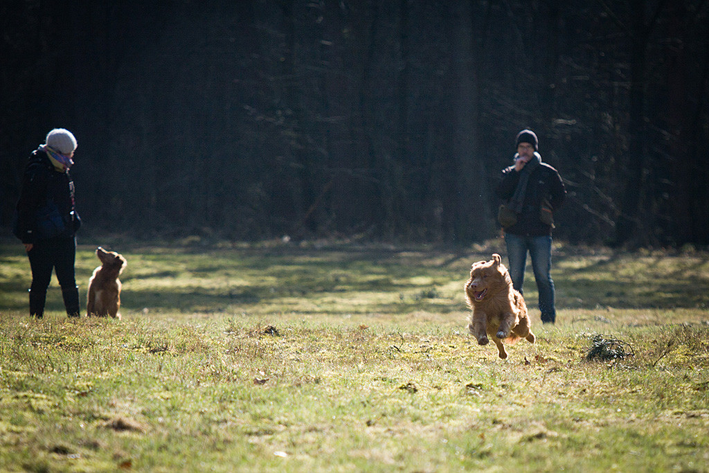 Edison fliegt förmlich über die Wiese, im Hintergrund stehen Stephan, Carina und Ivalu