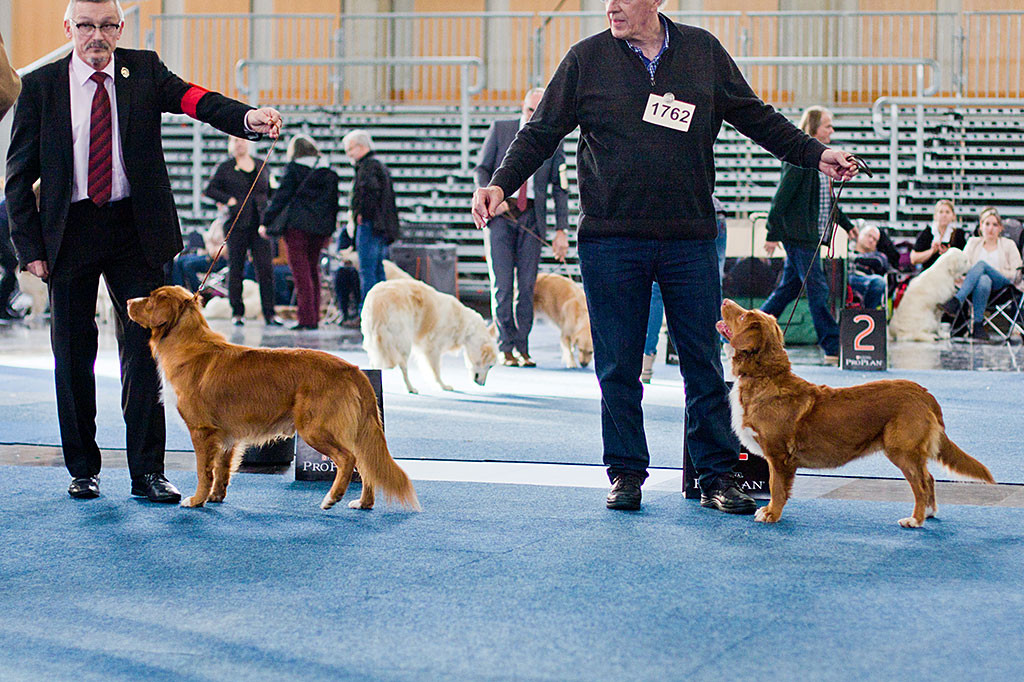 Rüde »Kitimat Pistachio« und Hündin »Ranua Kralin v.d. Echtinger Grift« bei der Wahl zum Rassebesten