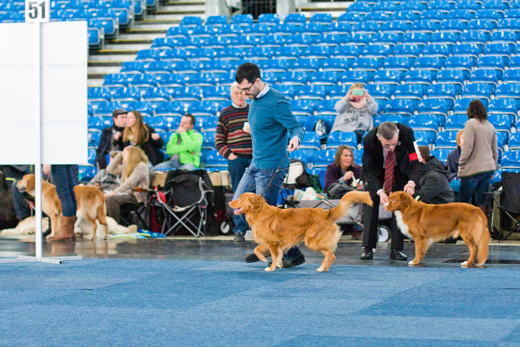 Edison läuft geführt von Stephan auf einer Kreisbahn durch den Ring, beide lächeln um die Wette