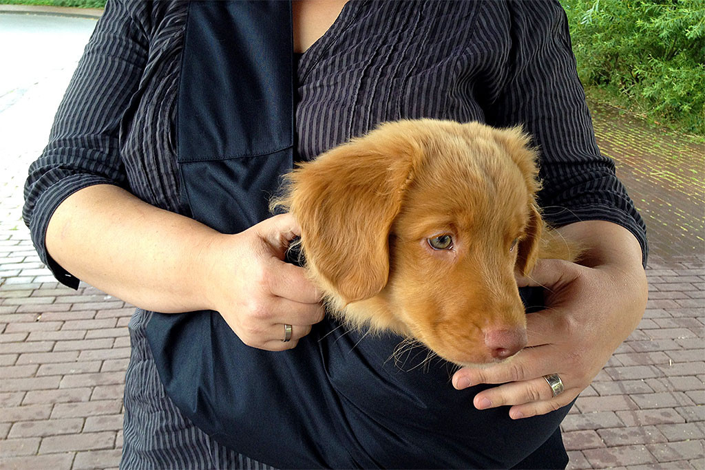 Edison im 4Lazylegs-Tragebeutel bei Julia