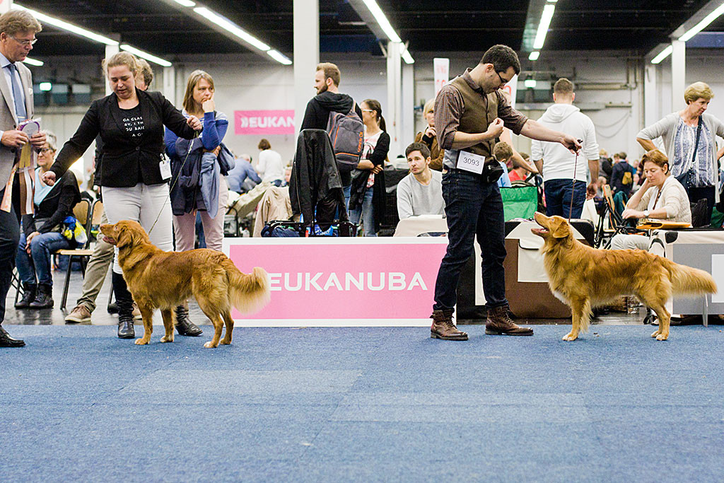 Edison und Jundghund »Pikachu’s Pride of Chicquera’s Crown« bei der Wahl zum Rassebesten