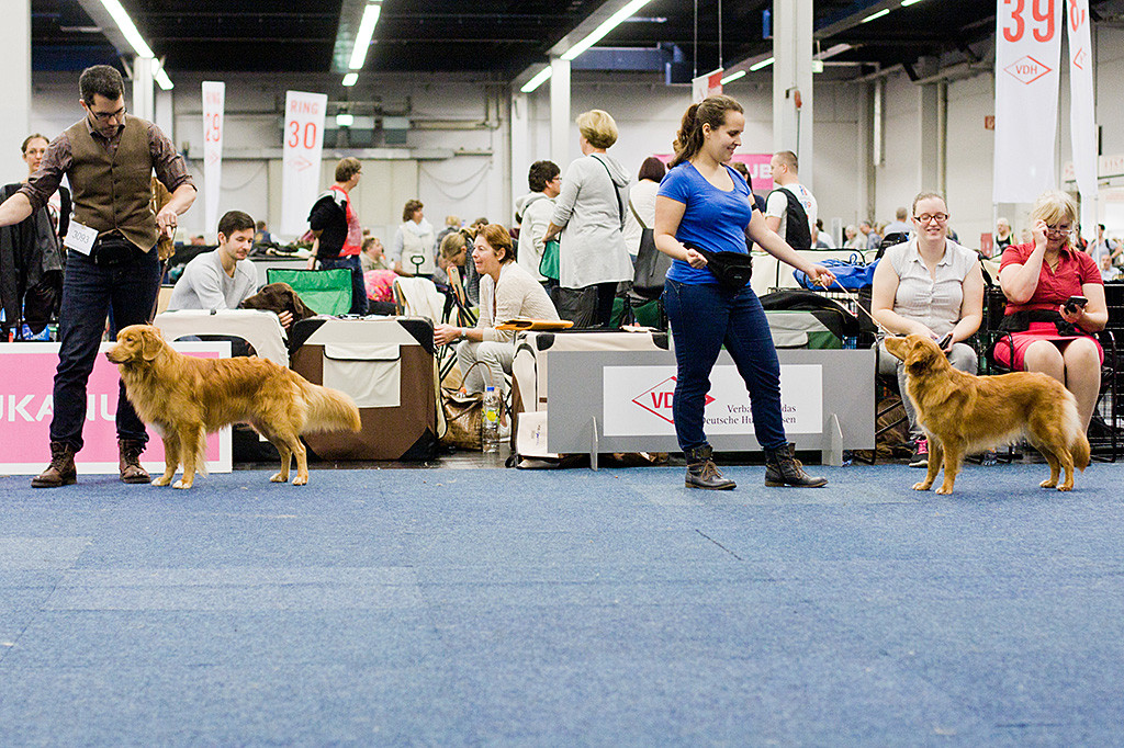Edison und Ivalu werden von Stephan und Carina bei der Wahl zum Rassebesten präsentiert