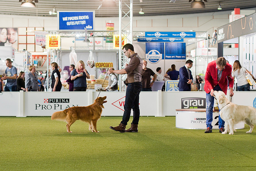 Edison steht vor Stephan im Ehrenring neben dem Golden Retriever