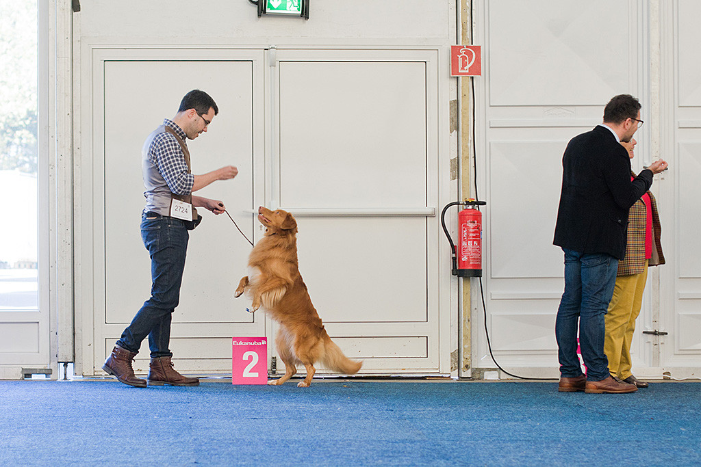 Edison steht nur auf seinen zwei Hinterbeinen und wartet darauf, dass Stephan ihn dafür mit einem Leckerchen belohnt