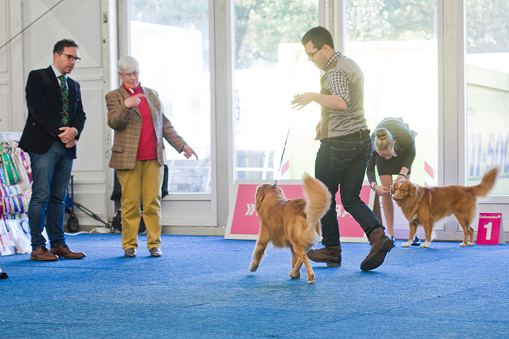 Edison läuft bei der Gangwerkprobe auf die Richterin und den Richteranwärter zu